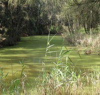 Second Ponds Creek walk - 2032 Olympic Games