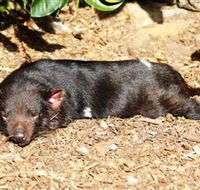 Symbio Wildlife Park - 2032 Olympic Games