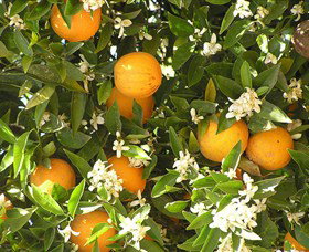 Orange World - 2032 Olympic Games 2