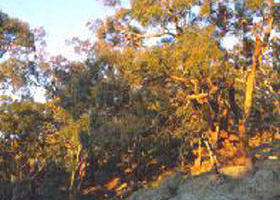 Mount Alexander Regional Park - 2032 Olympic Games 0