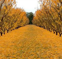 Sun Country on the Murray Farm Gate Trail - 2032 Olympic Games