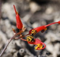 Fitzgerald Biosphere - 2032 Olympic Games