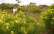Fitzgerald Biosphere - thumb 1