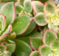 Billabong Garden Complex  Cafe - 2032 Olympic Games