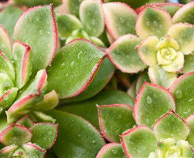 Billabong Garden Complex & Cafe - 2032 Olympic Games 0