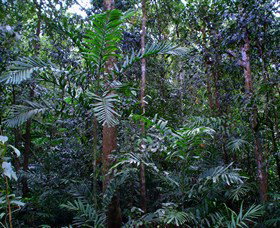 Kutini-Payamu (Iron Range) National Park (CYPAL) - 2032 Olympic Games 2