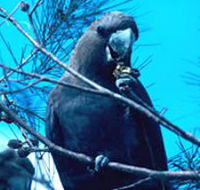 Mount Archer National Park - 2032 Olympic Games