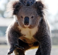 Koalas in Gunnedah - 2032 Olympic Games