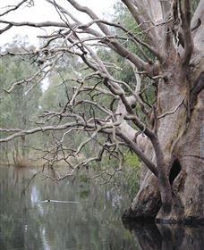 Wonga Wetlands - 2032 Olympic Games 3