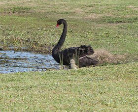 Wonga Wetlands - 2032 Olympic Games 6