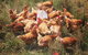 Ravens Creek Farm - thumb 6