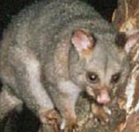 Moondarra State Park - 2032 Olympic Games