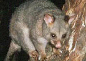 Moondarra State Park - 2032 Olympic Games 0