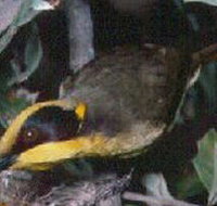 Tyers Park - 2032 Olympic Games