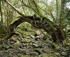 Mitchell River National Park - 2032 Olympic Games 0