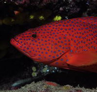 Maori Wrasse Bommie Dive Site - 2032 Olympic Games