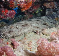 Lighthouse Bommies Dive Site - 2032 Olympic Games