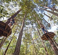 TreeTop Adventure Park Central Coast - 2032 Olympic Games