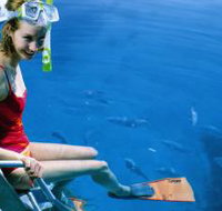 Roy Rufus Artificial Reef Dive Site - 2032 Olympic Games