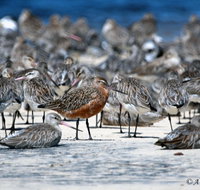 Cooloola Nature - 2032 Olympic Games