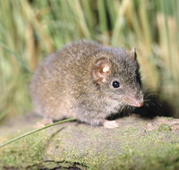 Munmorah State Conservation Area - 2032 Olympic Games
