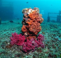 HMAS Brisbane Dive Site - 2032 Olympic Games
