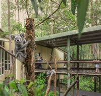 Daisy Hill Koala Centre - 2032 Olympic Games