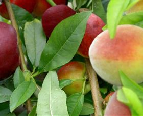 Kundabung NSW 2032 Olympic Games