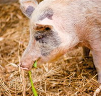 Djanbung Permaculture Gardens - 2032 Olympic Games