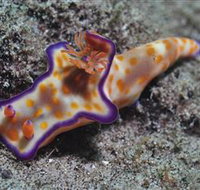 Curtain Artificial Reef Dive Site - 2032 Olympic Games