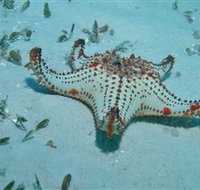 The Pines Dive Site - 2032 Olympic Games