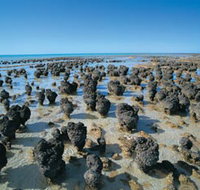 Hamelin Pool Stromatolites - 2032 Olympic Games