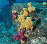 Shag Rock Dive Site - 2032 Olympic Games