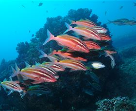 Flat Rock Dive Site - 2032 Olympic Games 0
