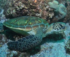 Flat Rock Dive Site - 2032 Olympic Games 1