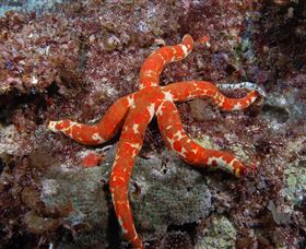 Flat Rock Dive Site - 2032 Olympic Games 2