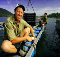 Armstrong Oysters - 2032 Olympic Games