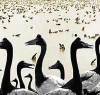 Tin Shed Art Gallery - 2032 Olympic Games