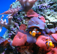 Tropical Marine Centre - 2032 Olympic Games