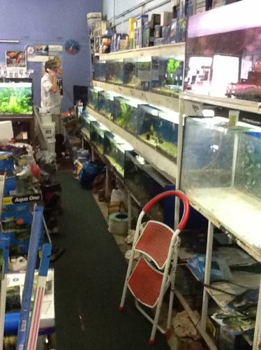 Clearwater Aquariums - 2032 Olympic Games 1