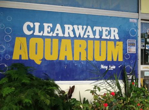 Clearwater Aquariums - 2032 Olympic Games 2