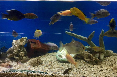 Clearwater Aquariums - 2032 Olympic Games 3