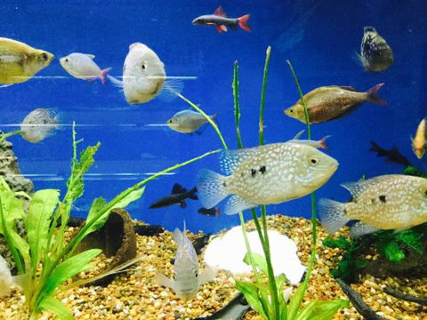 Clearwater Aquariums - 2032 Olympic Games 4