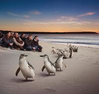 Down Under Thrills - 2032 Olympic Games