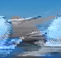 Whale Watching Dunsborough - 2032 Olympic Games