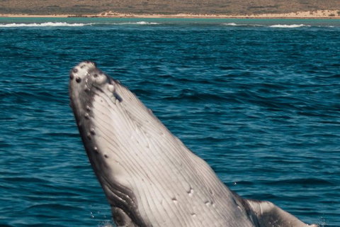 VIP Luxury Chartered Escapes, Exploring The Reef At Your Own Pace - 2032 Olympic Games 3