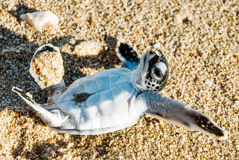 VIP Luxury Chartered Escapes, Exploring The Reef At Your Own Pace - 2032 Olympic Games 38