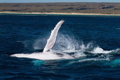 VIP Luxury Chartered Escapes, Exploring The Reef At Your Own Pace - 2032 Olympic Games 7