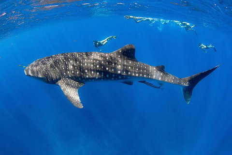 VIP Luxury Chartered Escapes, Exploring The Reef At Your Own Pace - 2032 Olympic Games 27
