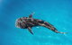 VIP Luxury Chartered Escapes, Exploring The Reef At Your Own Pace - thumb 18
